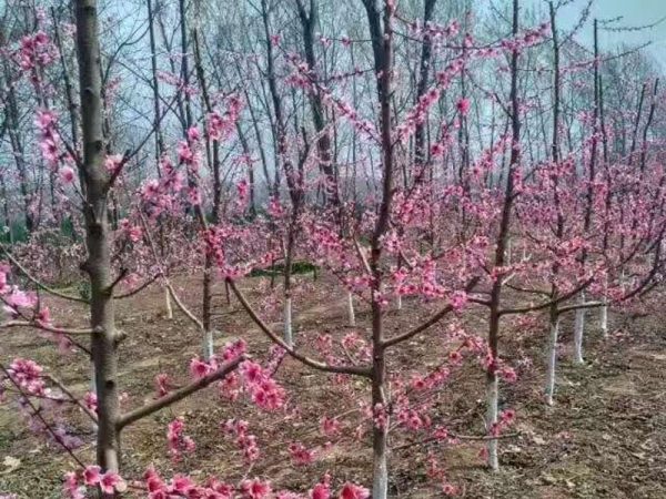 风味天后桃苗