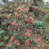 山東獅子頭花椒苗生產基地 柿子頭花椒苗管理