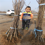 苹果苗的规格挑选 如何种植苹果苗 苹果苗批发多少钱