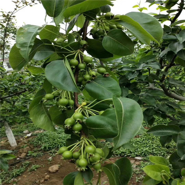 晚秋黃梨樹苗