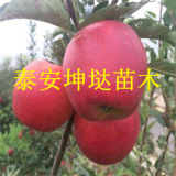 瑞香紅蘋(píng)果苗介紹、瑞香紅蘋(píng)果苗哪里有、瑞香紅蘋(píng)果苗價(jià)格