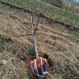 5公分苹果树价格 6公分结果苹果树 原产地直销