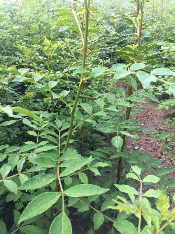 花椒樹(shù)