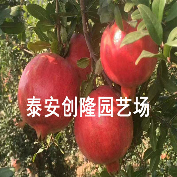 石榴苗