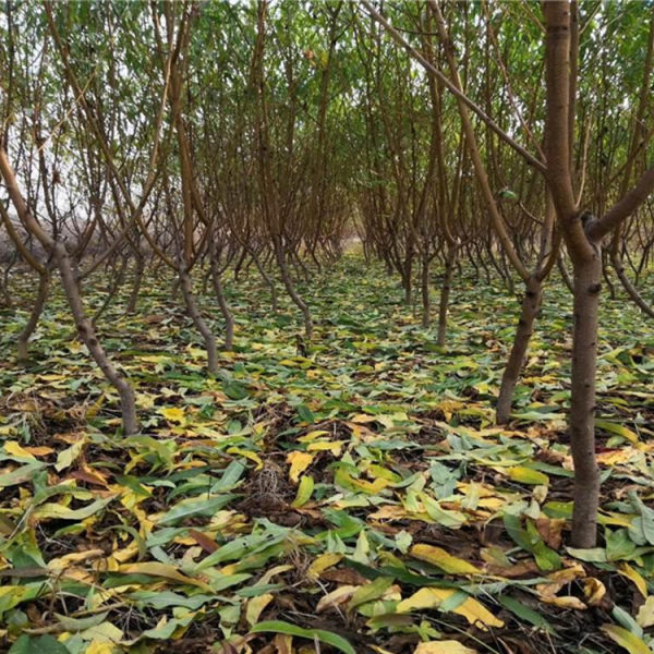 桃樹(shù)苗