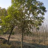 南京大叶女贞价-大叶女贞地产苗圃报价展示