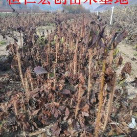 长梗刺五加1-2年报价 辽宁长梗刺五加苗种植基地