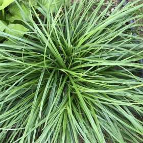 北京披針葉苔草基地直供