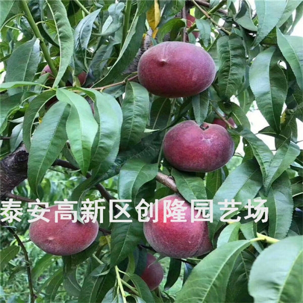 桃樹苗