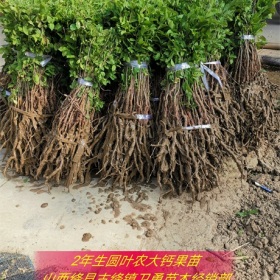 钙果苗栽培技术=钙果苗一亩地种植数量+时间+几年结果