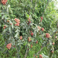 青花椒苗出售；盆栽地栽花椒樹苗價格  青花椒苗多少錢