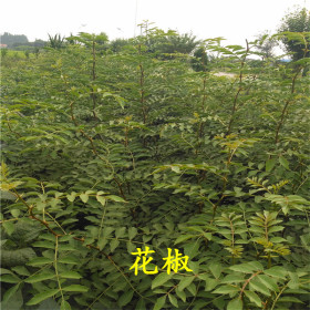 0.7公分花椒苗 0.8公分花椒苗怎么賣(mài)九葉青花椒苗批發(fā)價(jià)格