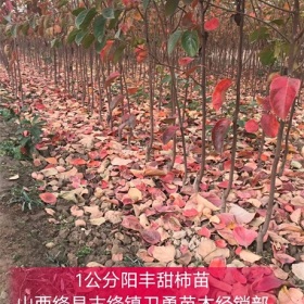 阳丰甜柿子苗种植地区//山西+陕西+河北种植成活率好