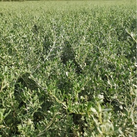 苗圃自产自销白刺树苗 甘肃白刺种植基地 500万株酸胖苗木