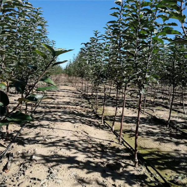 鲁丽苹果树苗