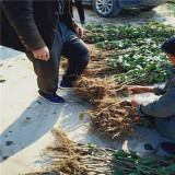 哪有甜紅子山楂苗 3公分山楂樹苗畝產多少斤 甜紅子山楂苗出售