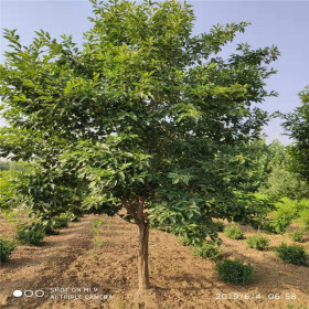 优质樱花树苗基地质量好价格低