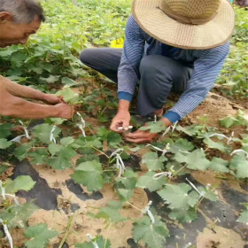 1公分粗红芭拉多葡萄苗什么价格 当年嫁接红芭拉多葡萄苗多少钱