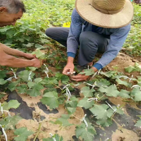 红芭拉多葡萄苗