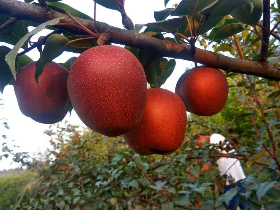 2公分早酥紅梨樹苗批發價格 梨樹苗基地