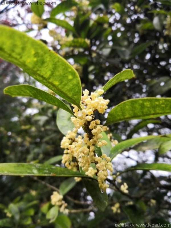 桂花树