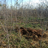 2年矮化维纳斯苹果苗 矮化苹果树千亩基地