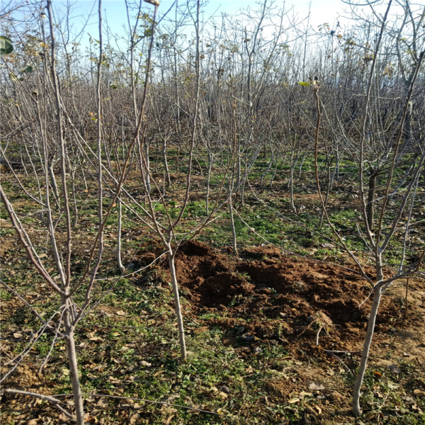 矮化苹果树千亩基