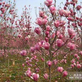 哪里有紫玉兰，紫玉兰什么价，苗圃基地图片。