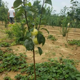 小梨苗价格   种植梨树苗技术    原生梨树