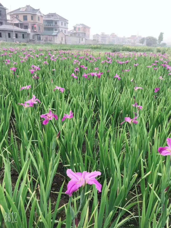 水生花卉大全(水生花卉大全名字)