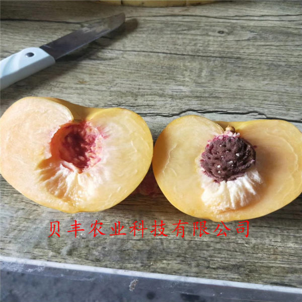 好品種桃樹(shù)苗