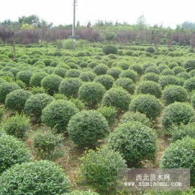 江蘇水蠟苗水蠟球價格，水蠟，水蠟球基地