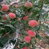 哪里有賣齊魯巨紅桃樹苗 山東齊魯巨紅桃樹苗多少錢一棵