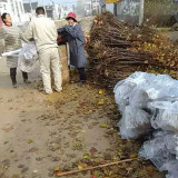 山东哪里有卖黄栌苗，山东黄栌苗基地哪里有