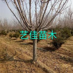 地径3公分樱花装车价格，3公分樱花大量供应