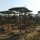 2米景松價格，山東景松基地價格多少錢一棵