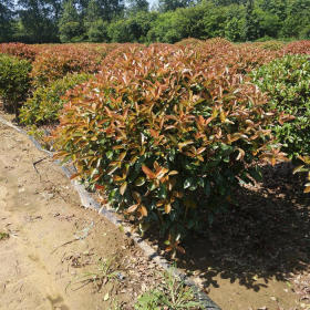 紅葉石楠價格，紅葉石楠產(chǎn)地，紅葉石楠基地