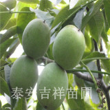 2公分核桃樹(shù)苗，2年生香玲核桃苗品種