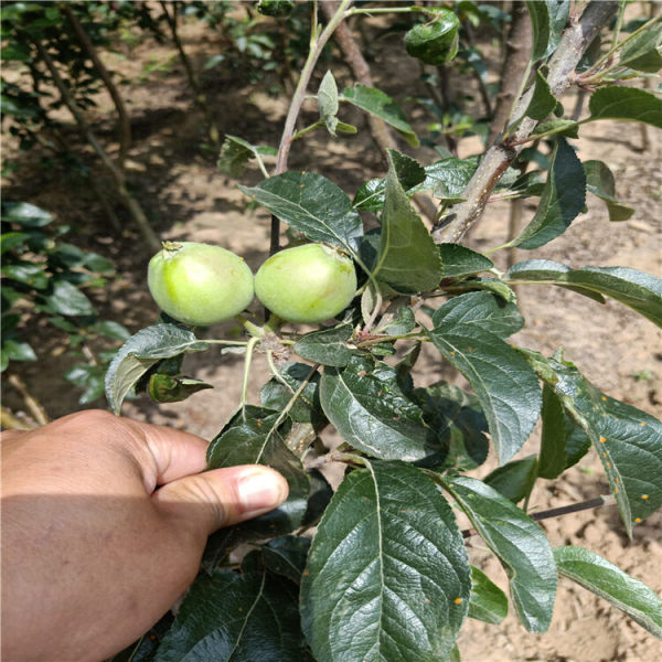 鲁丽苹果树苗