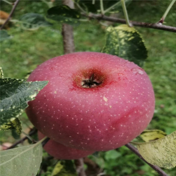 鲁丽苹果树苗