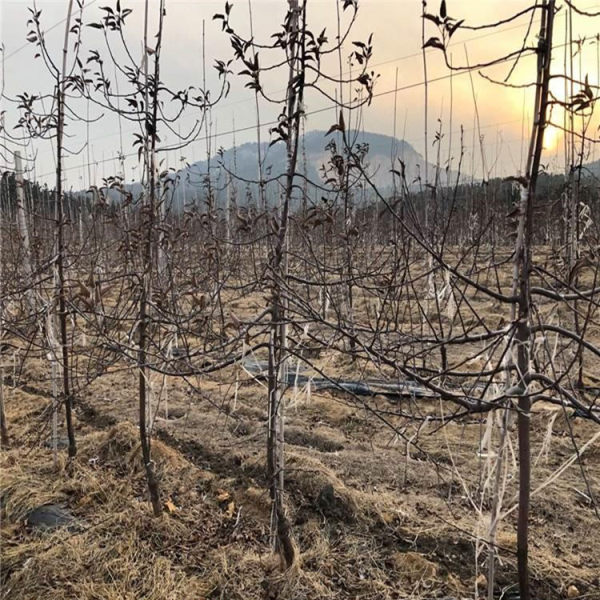 鲁丽苹果树苗