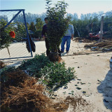 鲁丽苹果苗哪里有 3公分鲁丽苹果树苗培育基地卖多少钱一棵