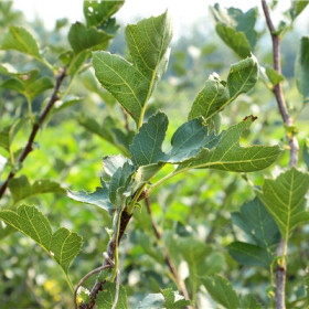 種植山楂苗方法   山楂苗怎么賣(mài)