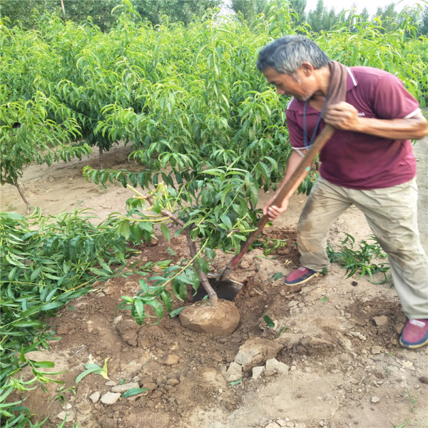 黄金蜜4号桃苗