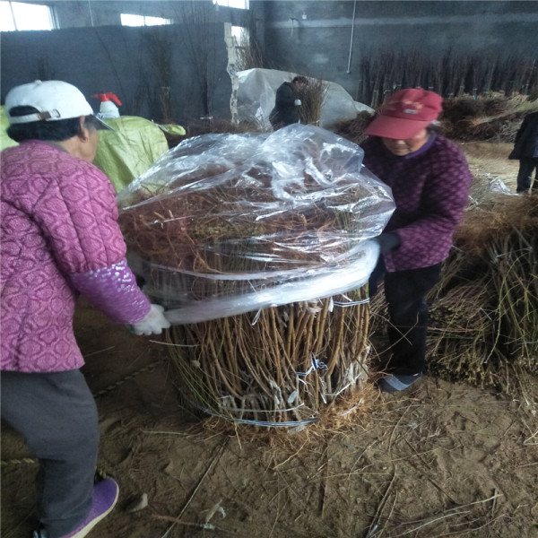 黄金蜜1号桃苗