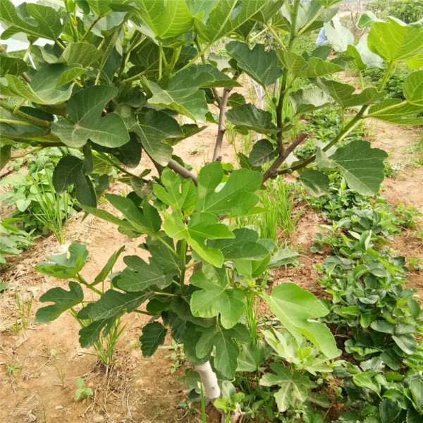 2年無花果樹苗 斯特拉早熟無花果樹