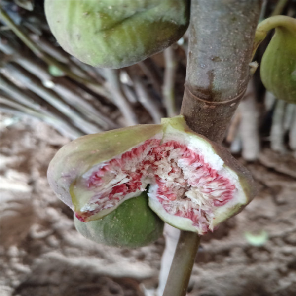 斯特拉无花果苗