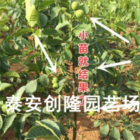 薄皮嫁接核桃苗哪個(gè)品種好，2020年核桃苗多少錢(qián)價(jià)格_