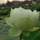 批發(fā)蓮花種苗，就來(lái)蓮花苗種植基地