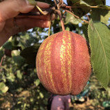 早酥紅梨樹苗價格 基地早酥紅梨樹苗多少錢一棵